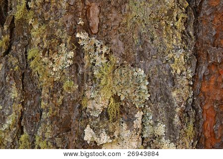 Pine bark background
