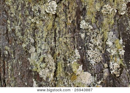 Pine bark background