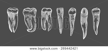 Engraving Vintage Tooth Set. Hand Drawn Illustration Isolated On Black
