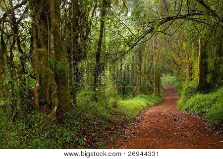 Temperate cloud forest in Limpopo, SA