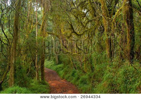 Temperate cloud forest in Limpopo, SA