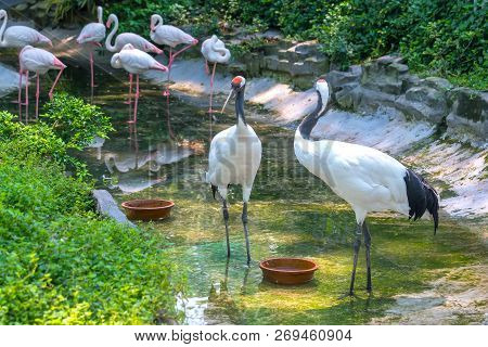 White Swan In The Wildlife Sanctuary. They Are A Species Of Bird In The Duck Family With A Length Of