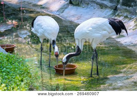 White Swan In The Wildlife Sanctuary. They Are A Species Of Bird In The Duck Family With A Length Of
