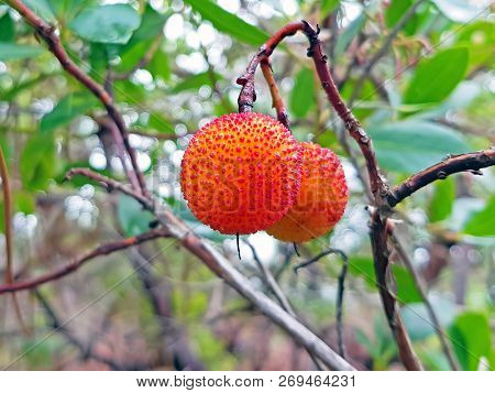 Medronho fruits on a tree ready to be harvest