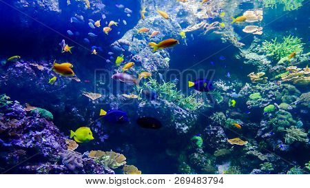 Photo Picture An Acquarium Full Of Beautiful Tropical Fishes
