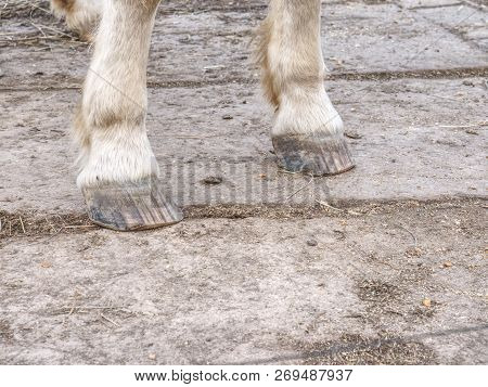 The Unshod Hooves Of The White Horse, Detail Of The Legs On Ground