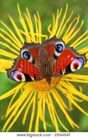 Schmetterling auf Blume