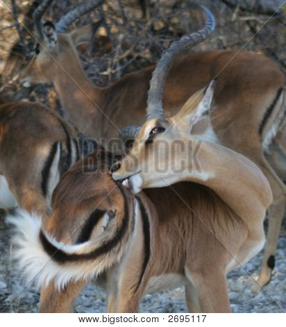 Grzybica Impala