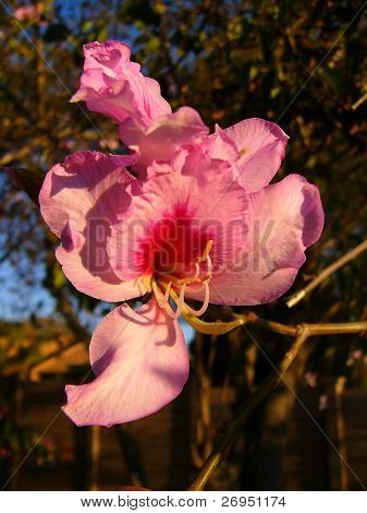 Bauhinia variegata - blomst