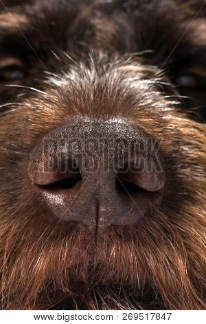 The Nose Of A Hunting Dog, Close Up