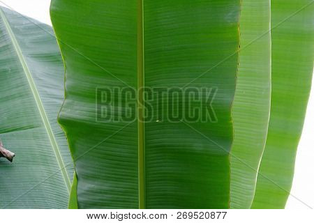 Close Up Banana Leaves Growing In A Garden On White Isolated Background For Green Foliage Backdrop