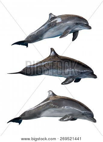 grey doplhins isolated on white background