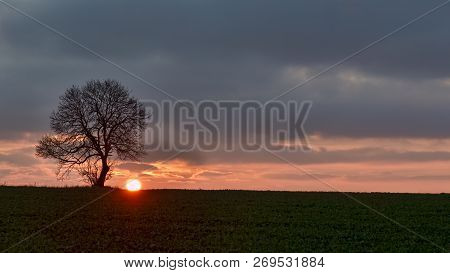 Naked Tree In The Sunset. Panorama. Can Be Used As Background