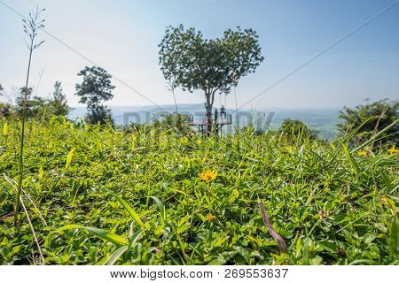 The Thai Tourist In Blured Enjoy With Swing On Giant Heart Tree In 