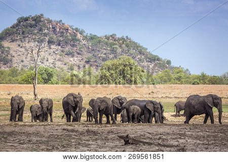 African Bush Elephant Herd In Kruger National Park Scenery, South Africa ; Specie Loxodonta Africana