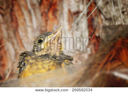 Baby Bird Looking Upward Waiting For Mom To Bring Food. Rufous-bellied Thrush. Turdus Rufiventris; S