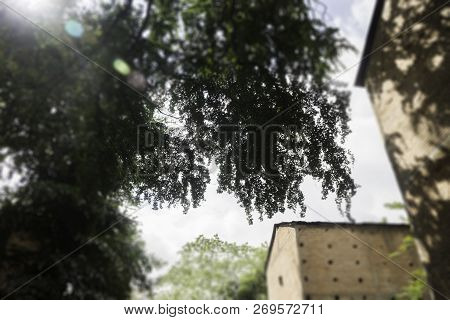 Old Bricks Barn In Summer Day, Stock Photo