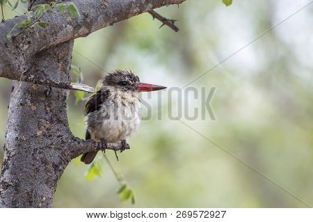 Striped Kingfisher Juvenile In Kruger National Park, South Africa ; Specie Halcyon Albiventris Famil