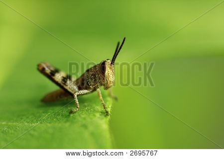 Baby kobylka