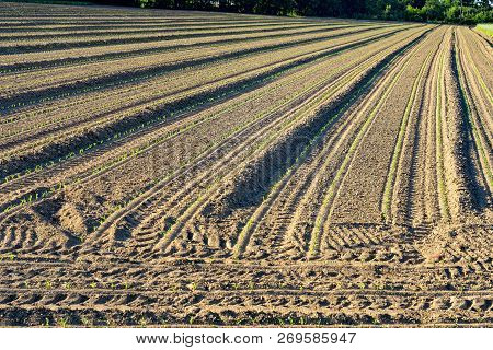 Country Landscape At Summer Near Boves, Cuneo, Piedmont, Italy. Field