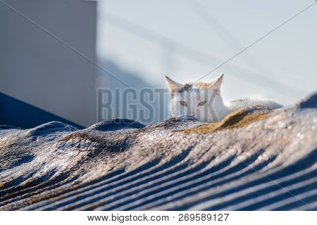 The Lovely Cute Cat Sitting On The Roof Of The Building