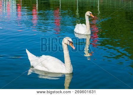 Swans At The Maschsee, Artificial Lake Situated In Hanover City, Germany