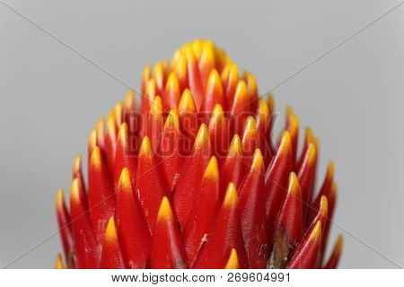 Flower Of The Guzmania Hybrid Tala