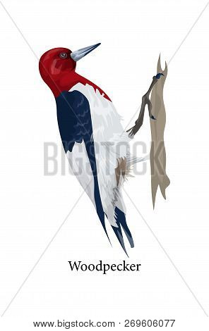 Woodpecker Bird With Black And Red Feather