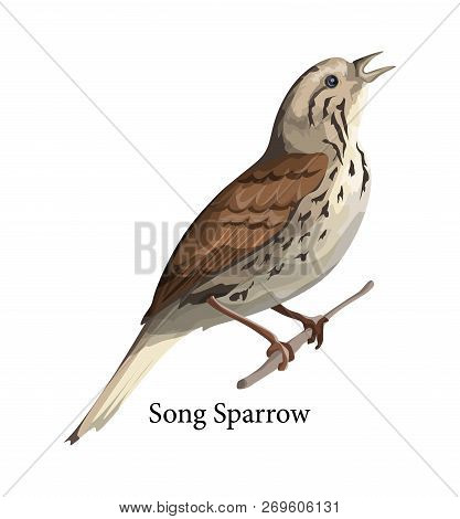 Song Sparrow Bird In Nature. Wild Animal