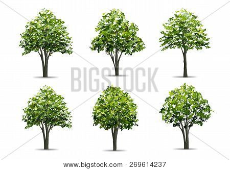 Collection Of Realistic Tree Isolated On White Background. Natural Object For Landscape Design, Park