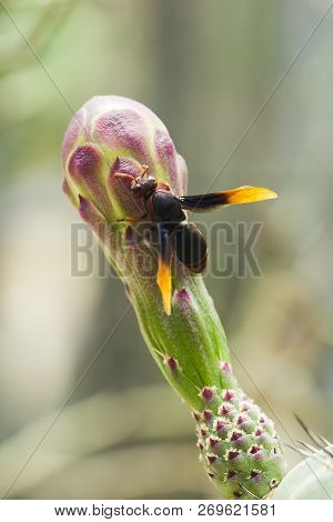 Vespula Germanica Is On The Flower As An Insect Species That Carries Both Meat And Plants As Food.