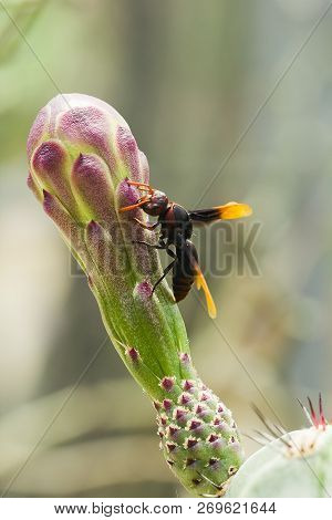 Vespula Germanica Is On The Flower As An Insect Species That Carries Both Meat And Plants As Food.