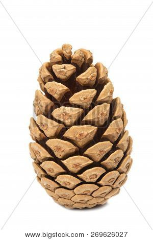 Single Pine Cone Isolated On White Background
