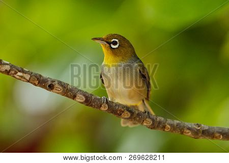 Fiji White-eye (zosterops Explorator) Sitting On A Tree Branch. It Is Endemic To The Islands Of Fiji