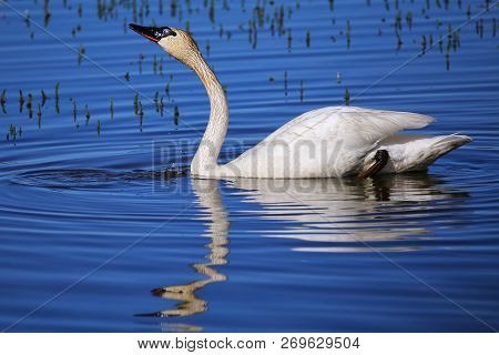Trumpeter Swan (cygnus Buccinator) In Yellowstone National Park, Wyoming, Usa