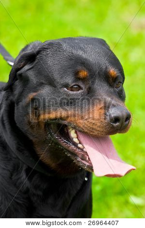 Rottweiler portræt