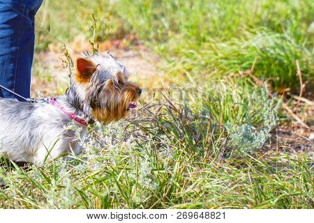 Yorkshire Terrier With A Collar At The Feet Of The Owner, On The Background Of Grass