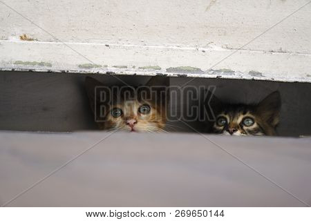 Adorable, Curious And Shy Little Kittens, Are Hiding At The Pavement In A Safe Place