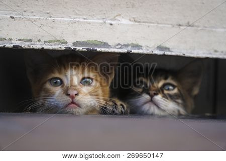 Adorable, Curious And Shy Little Kittens, Are Hiding At The Pavement In A Safe Place