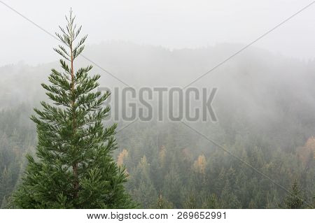 Fog Covering Autumn Pine Forest With Trees Already Turning Color.