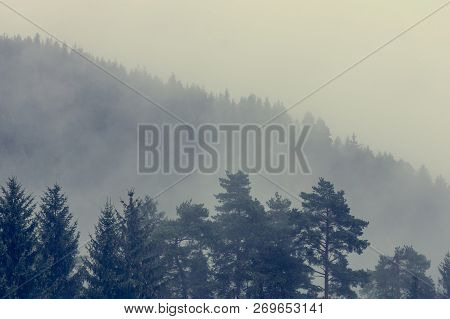 Morning Mists Raising Above Pine Tree Forest.