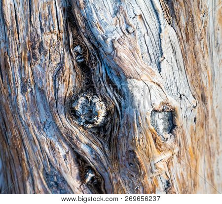 Wood Texture Of A Tree Trunk Closeup