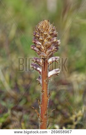 Common Broomrape - Orobanche Minor 
Parasitic Plant