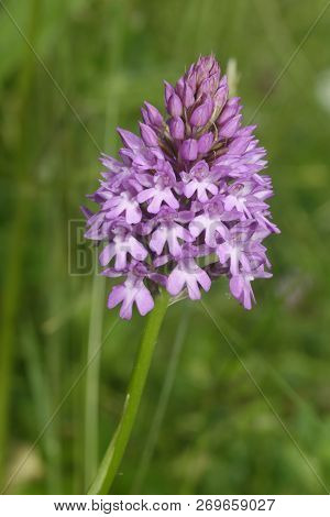 Pyramidal Orchid - Anacamptis Pyramdalis
Limestone Grassland Flower