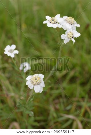 Sneezewort - Achillea Ptarmica 
White Wild Flower