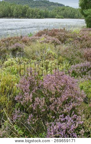 Heather - Calluna Vulgaris 
Loch Gamhna, Strathspey, Scotland