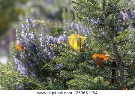 Autumn Background. The Bright Leaf Stuck In The Fir Branches In Autumn Forest At Sunny Weather Close