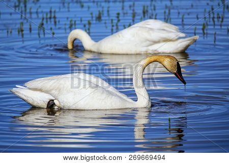Trumpeter Swans (cygnus Buccinator) In Yellowstone National Park, Wyoming, Usa