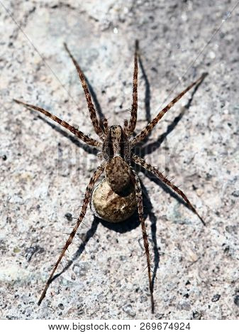 Lycosa Singoriensis, Spider Close-up. Macro Photo. Insect.