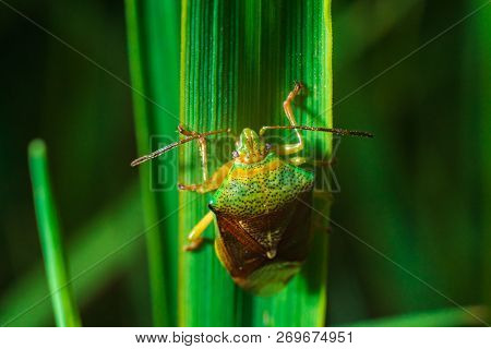 Green Insect Bug Crawling On A Green Leaf Macrophotograph
